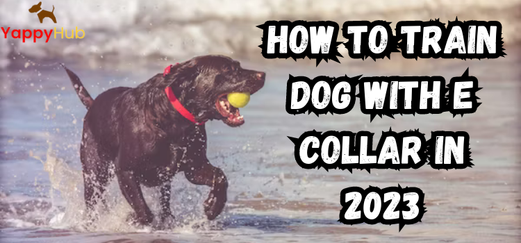 How To Train Dog With E Collar Best Ways In 2023