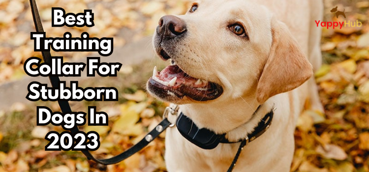 Best Training Collar For Stubborn Dogs In 2023