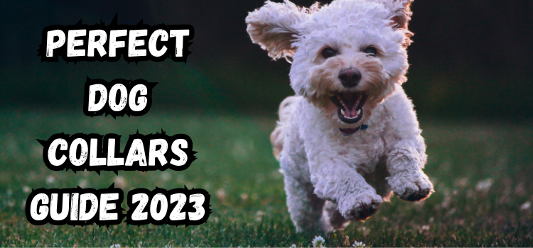 Perfect Dog Collars Guide 2023