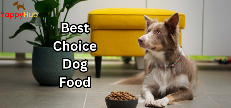 Best Choice Dog Food In 2023