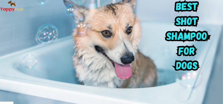 Best Shot Shampoo For Dogs