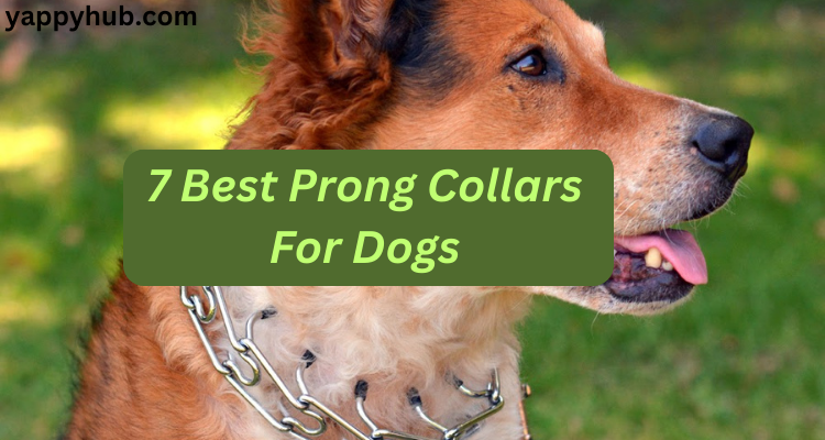 Best Prong Collar For Dogs In 2024