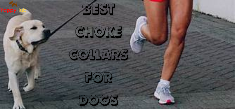 Best Choke Collars For Dogs