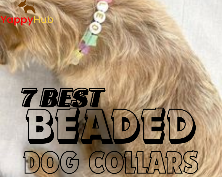 Beaded Collars For Dogs:7 Best Options