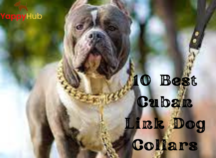 10 Best Cuban Link Dog Collars