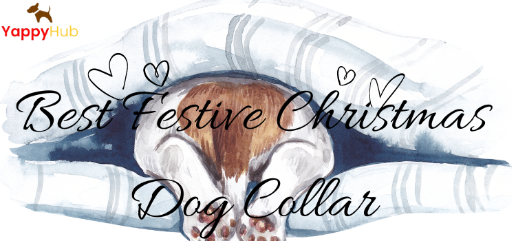 Best Festive Christmas Dog Collar